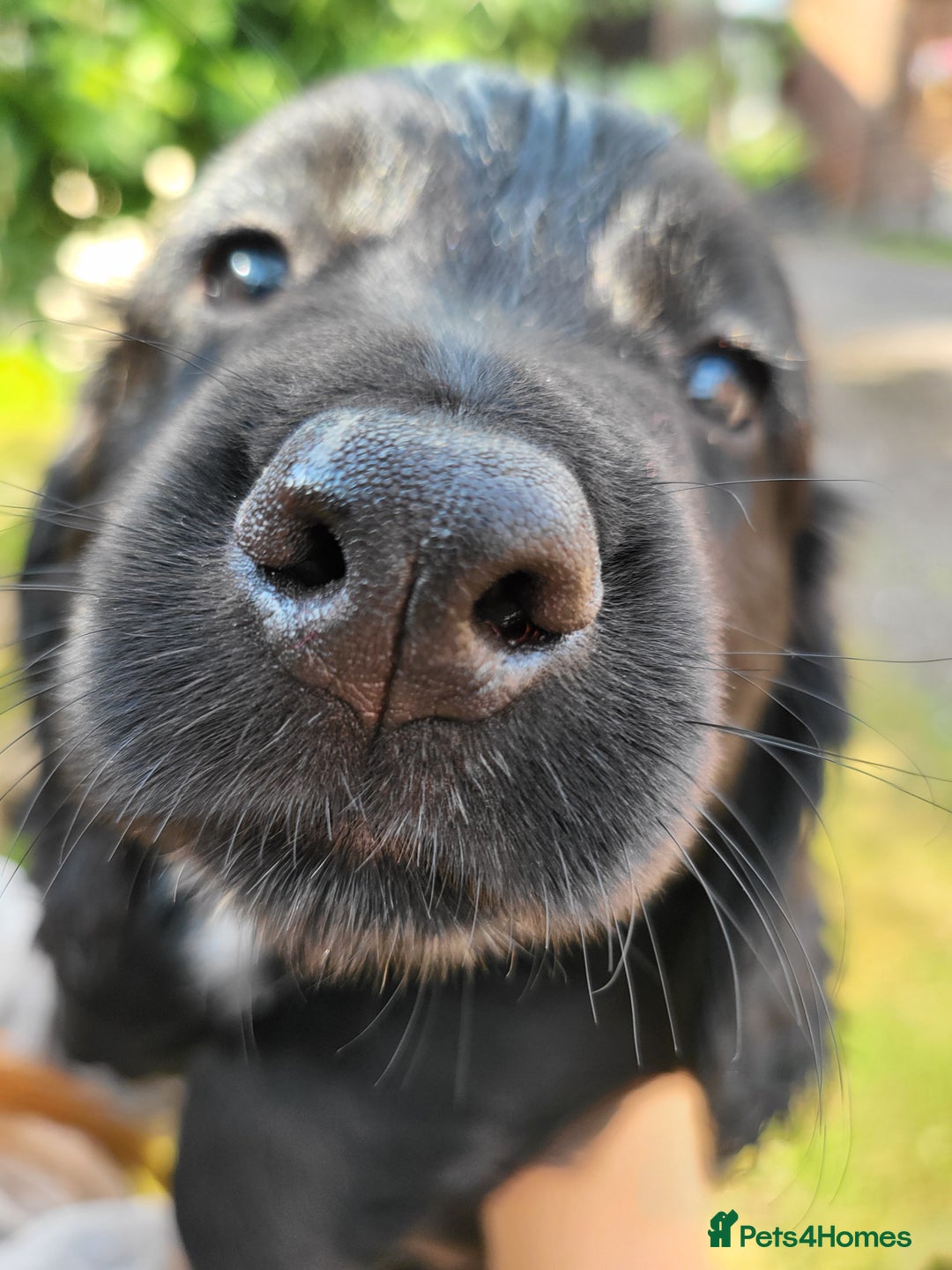 Cocker Spaniel dogs for sale: Beautiful Working Cocker Puppies - Image 1