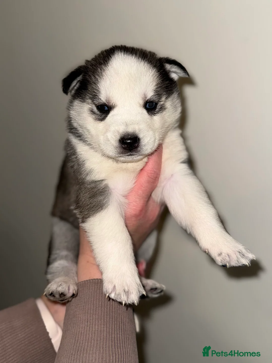 Siberian Husky dogs for sale: 3 Stunning Siberian Husky boys with blue eyes 😍 - Advert 18