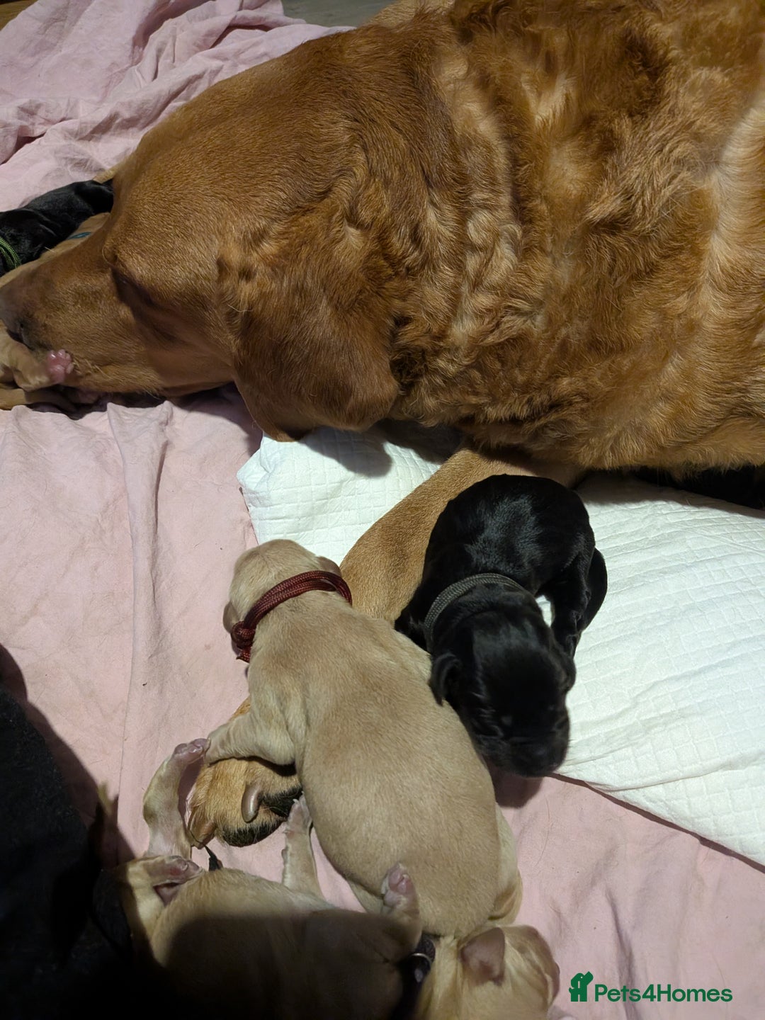 Labrador Retriever dogs for sale: KC Fox Red,Black,Yellow Labrador FTCH in lineage - Advert 13