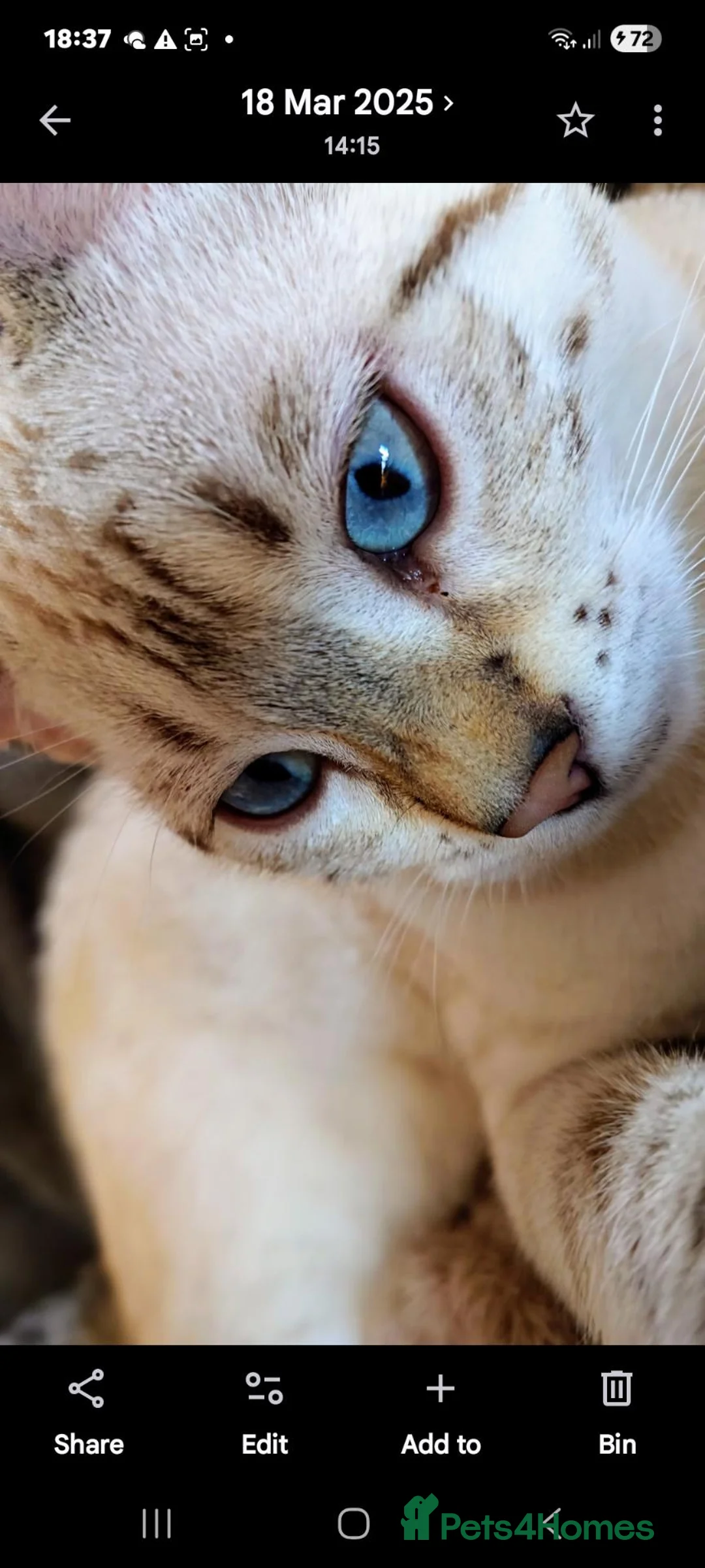 Bengal cats for sale: Adorable  full blood line pedigree Bengal kittens. - Advert 16