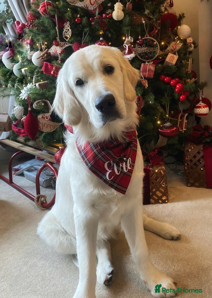 Golden Retriever dogs English Cream Golden Retriever 22 months old - Advert 1