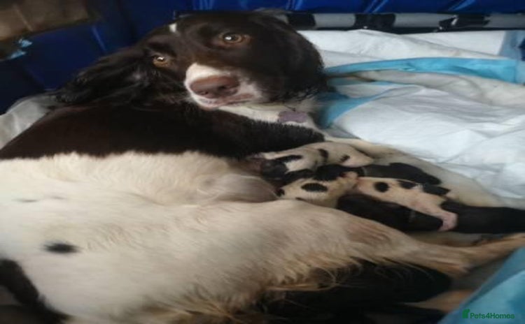 English Springer Spaniel dogs - Advert 5