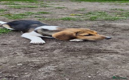 Beagle dogs for adoption: 💙🐶 ELVIS 🐶💙 - Image 12