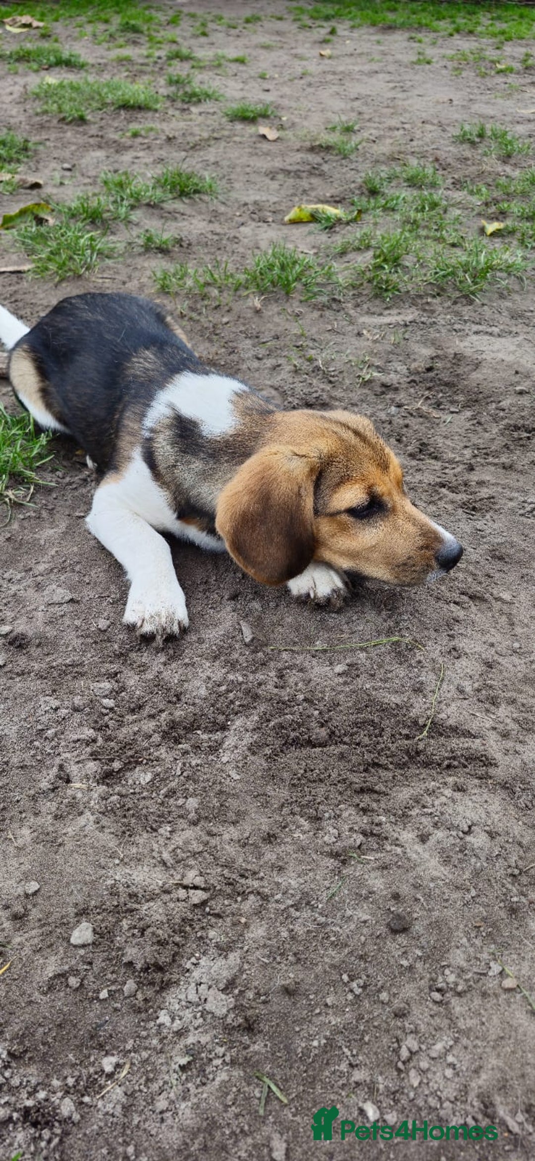 Beagle dogs for adoption: 💙🐶 ELVIS 🐶💙 - Image 12