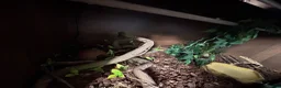 Corn Snake reptiles for sale: Corn snake  - Advert 6