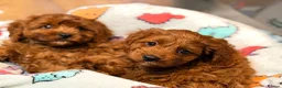Cavapoo dogs for sale: Extensively health tested F1 Toy Cavapoo Puppies - Advert 11