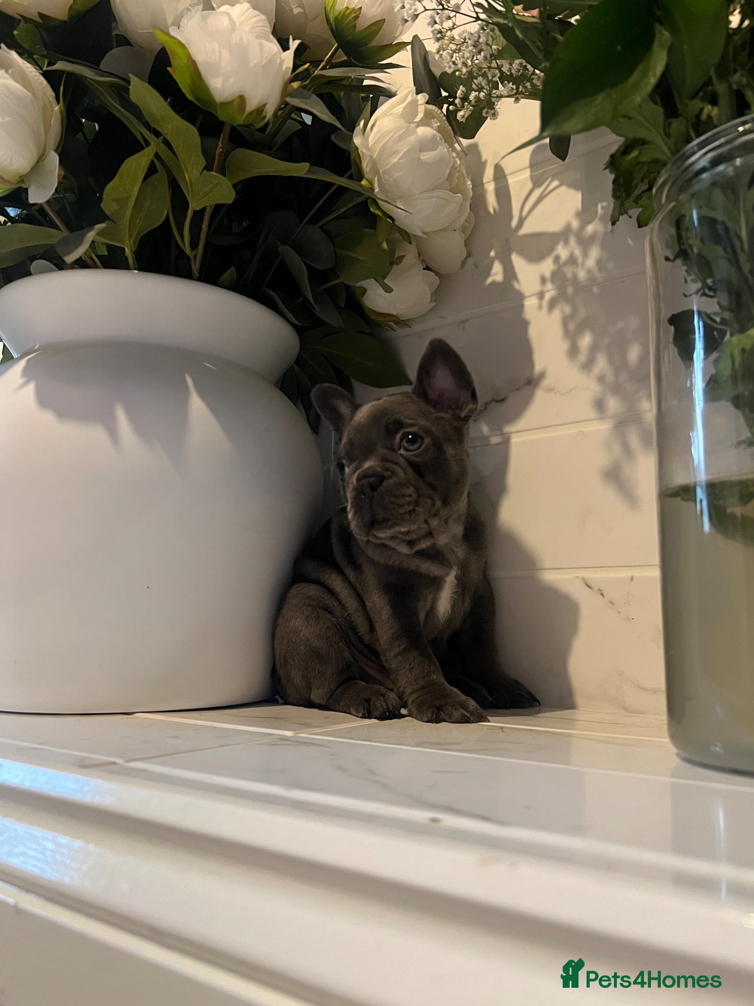 French Bulldog dogs Trio of French bulldogs 1 female 2 males - Advert 7