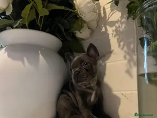 French Bulldog dogs Trio of French bulldogs 1 female 2 males - Advert 7