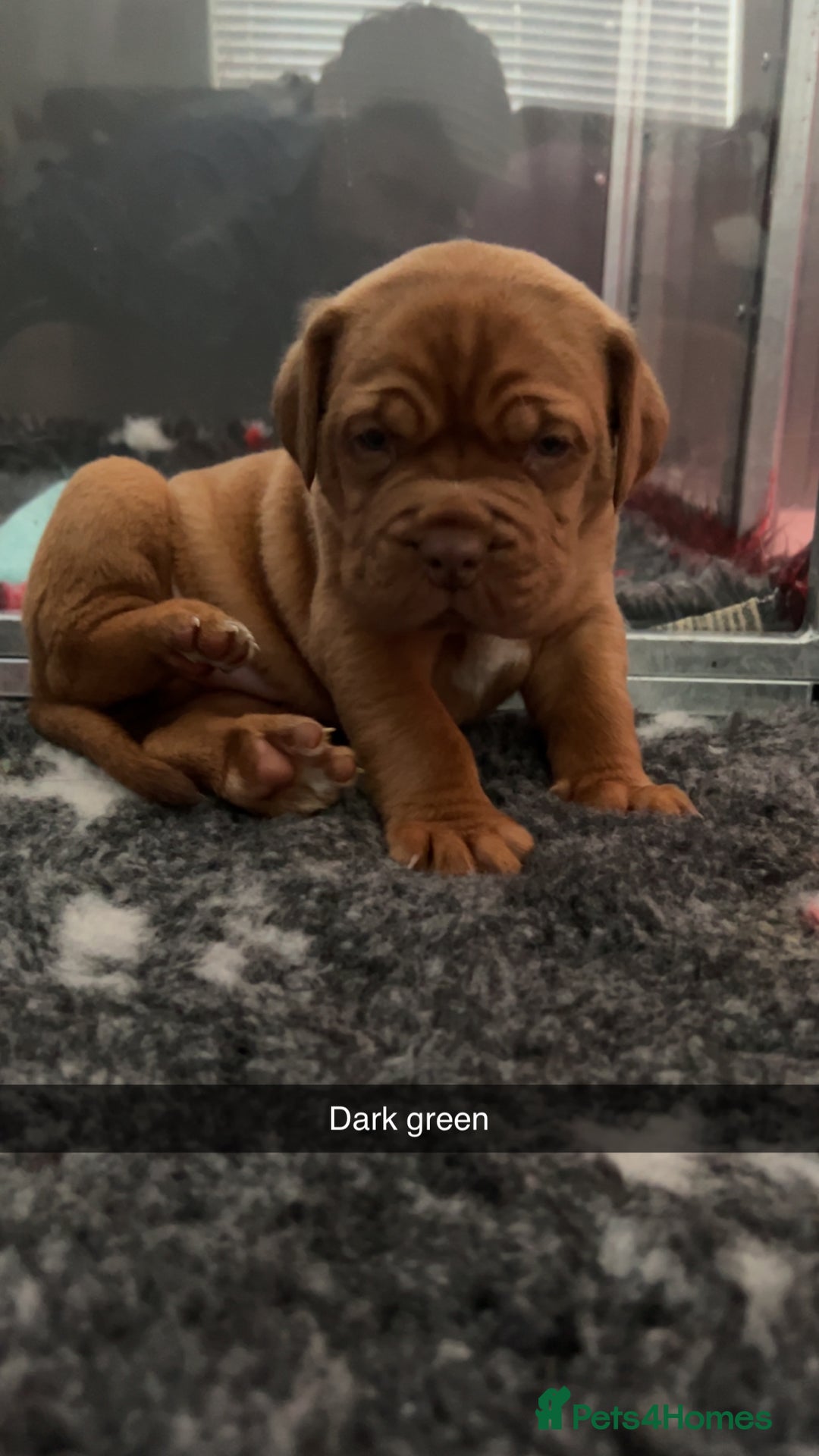 Dogue De Bordeaux dogs for sale: Chunky kc registered dogue de Bordeaux puppies - Advert 6