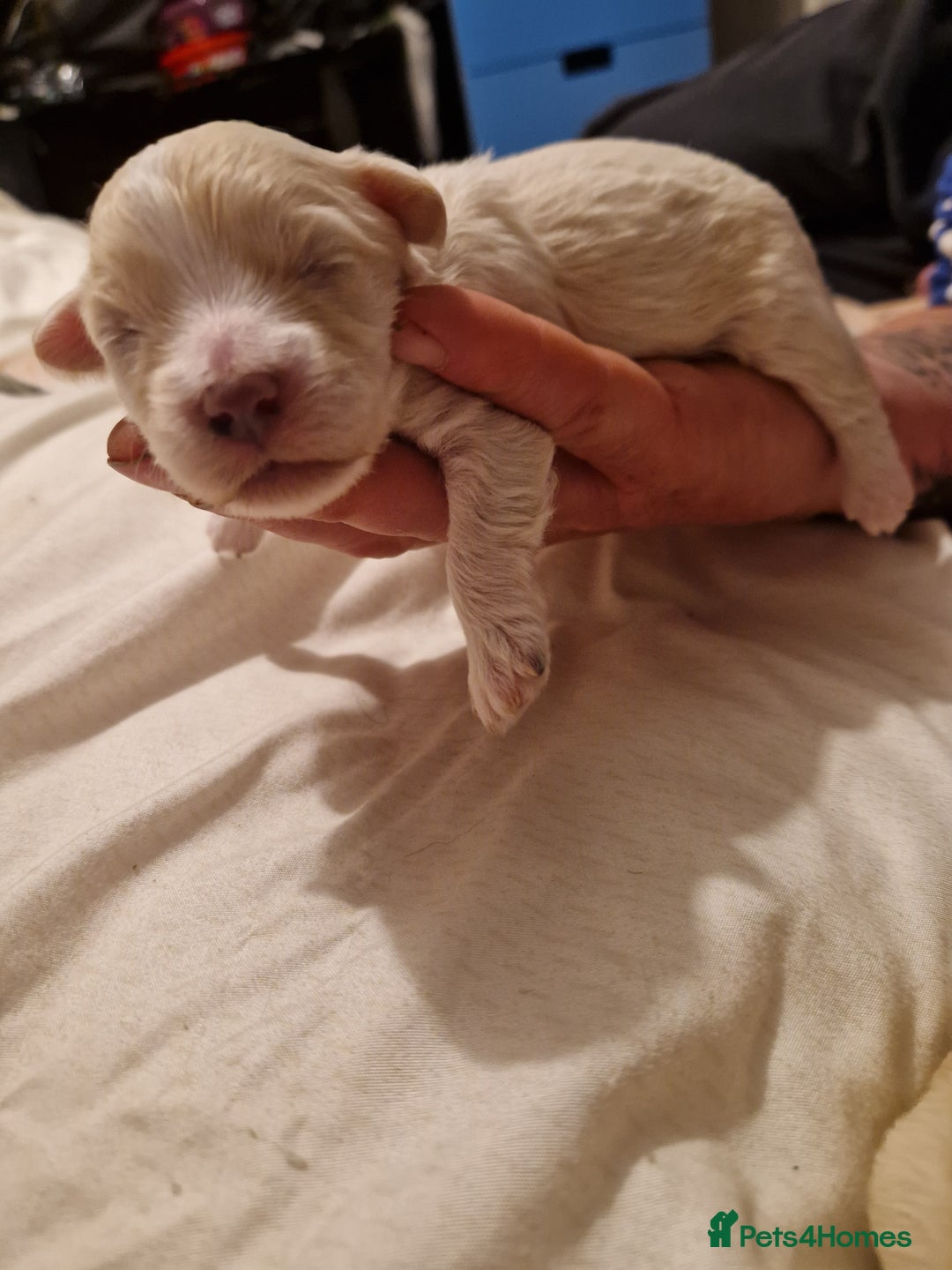 Maltipoo dogs for sale: Quality unique f1 tiny korean maltipoo puppies  - Advert 15