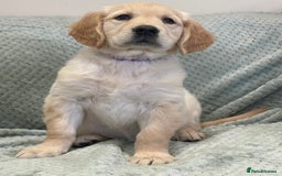 Golden Retriever dogs for sale: Quality Litter Of KC Reg Golden Retriever Puppies  - Image 30