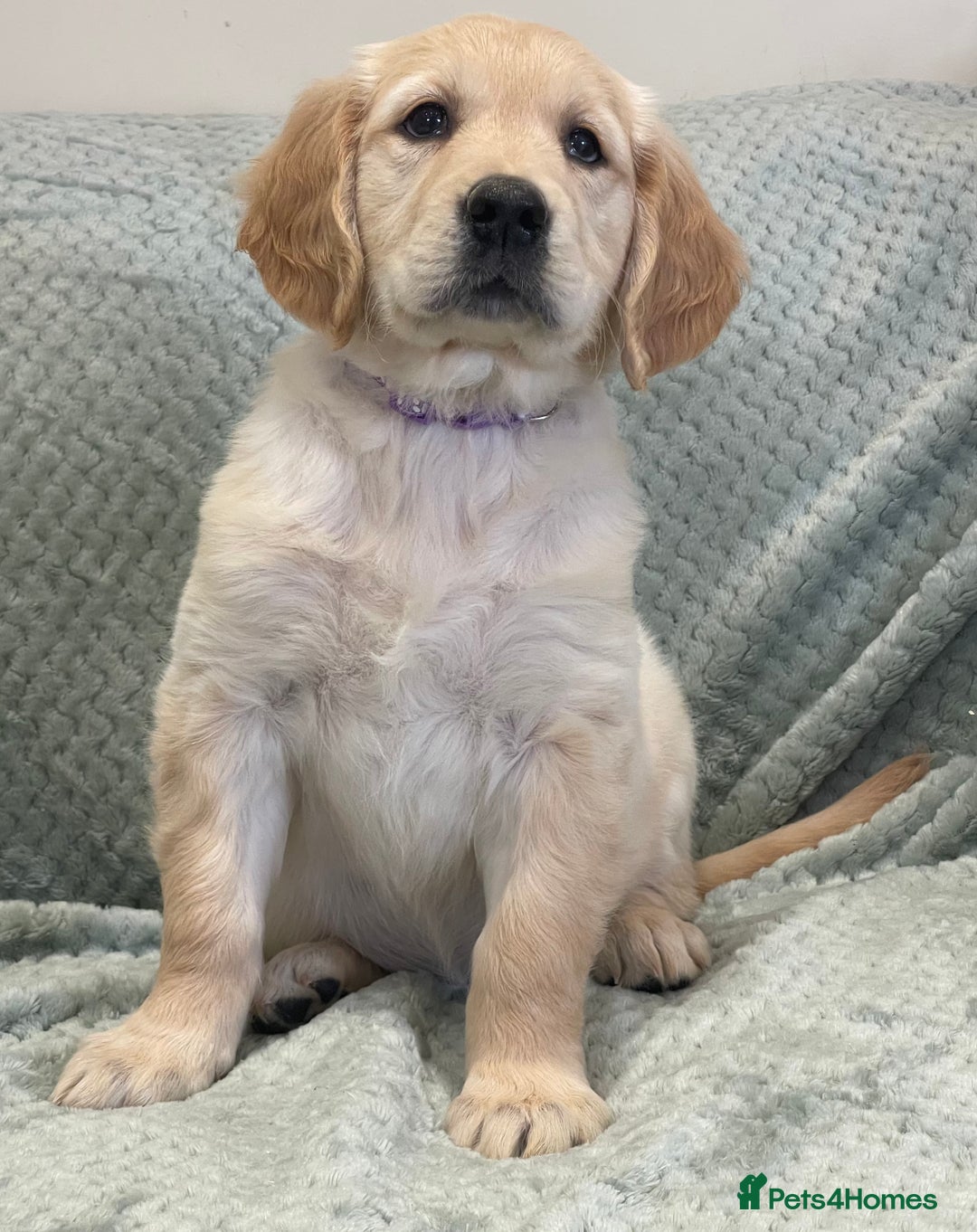 Golden Retriever dogs for sale: Quality Litter Of KC Reg Golden Retriever Puppies  - Image 30