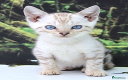 Bengal cats for sale: CUTE SNOW LYNX BENGAL KITTENS (TICA REG) - Image 15