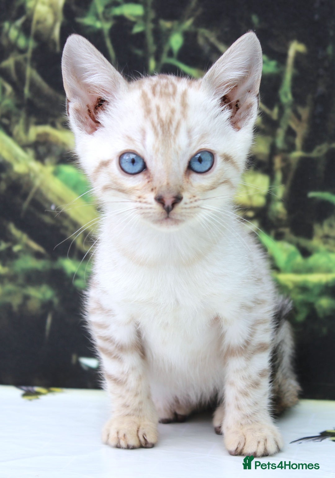 Bengal cats for sale: CUTE SNOW LYNX BENGAL KITTENS (TICA REG) - Image 15