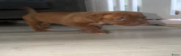 Mixed Breed dogs for sale: Last three left bandogs  - Advert 9