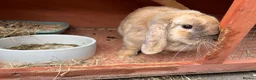 Harlequin rabbits for sale: 6 month old female rabbit - Advert 5