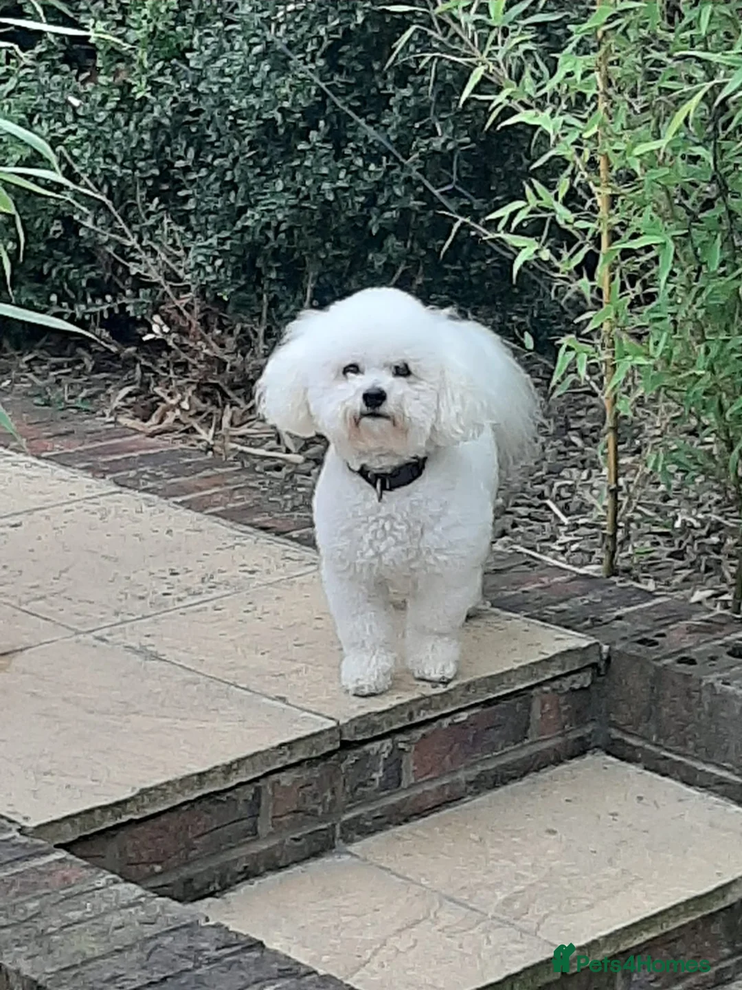 Bichon Frise dogs for stud: Dog for stud  pedigree bichon frise great dog in Newton Stewart - Advert 6
