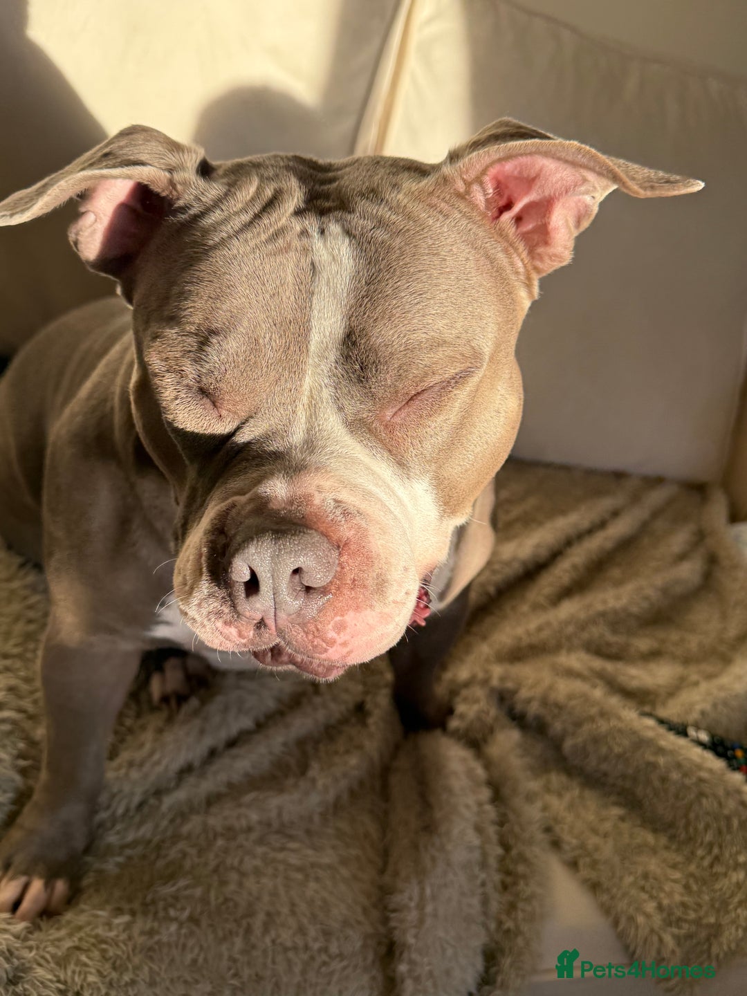 American Bully dogs for sale: Pocket bully  - Advert 6