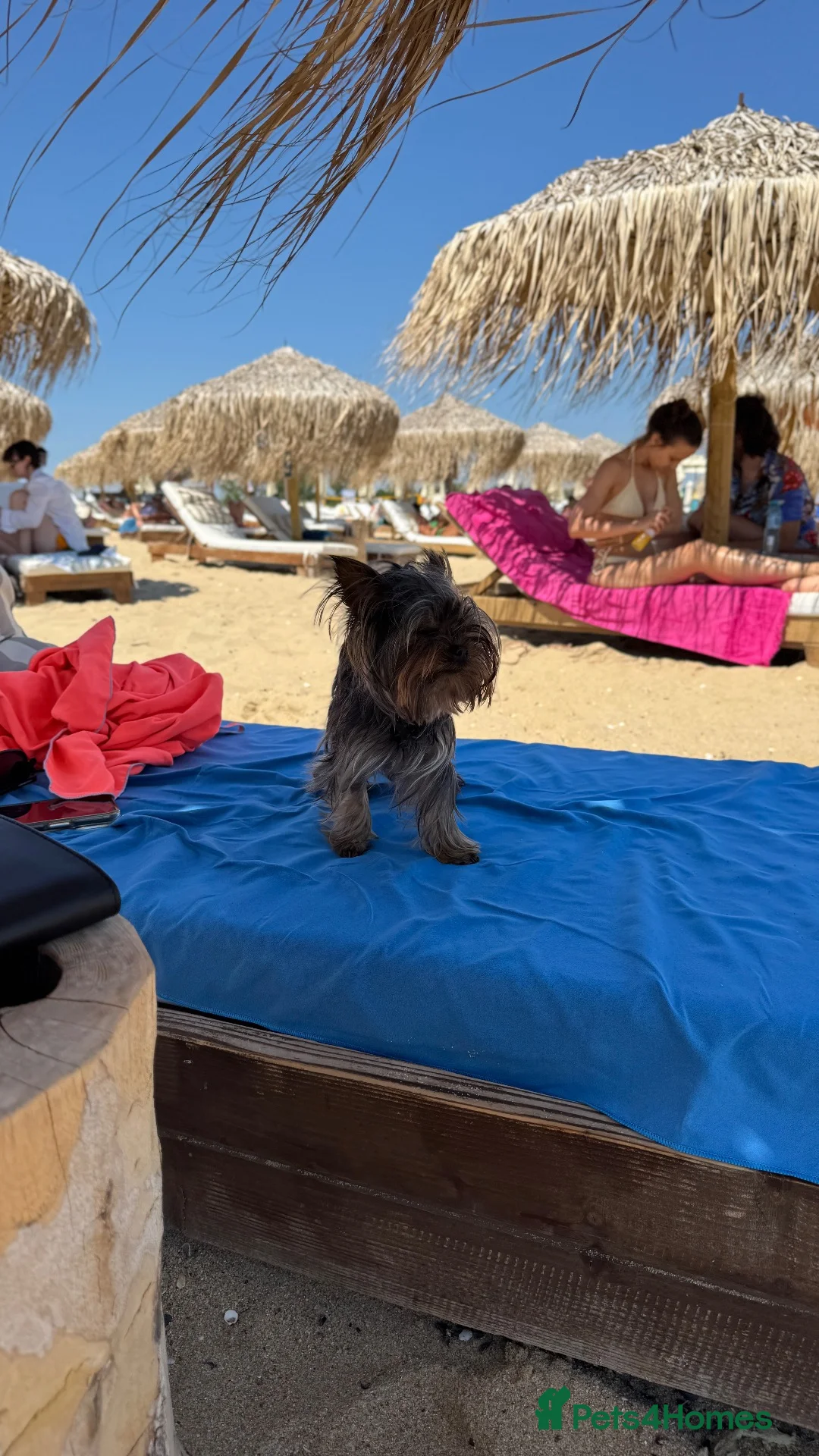 Yorkshire Terrier dogs for stud: Tiny yorkie boy for stud - Advert 2
