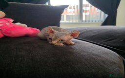 Sphynx cats for sale: Tabby sphynx boy  - Image 7