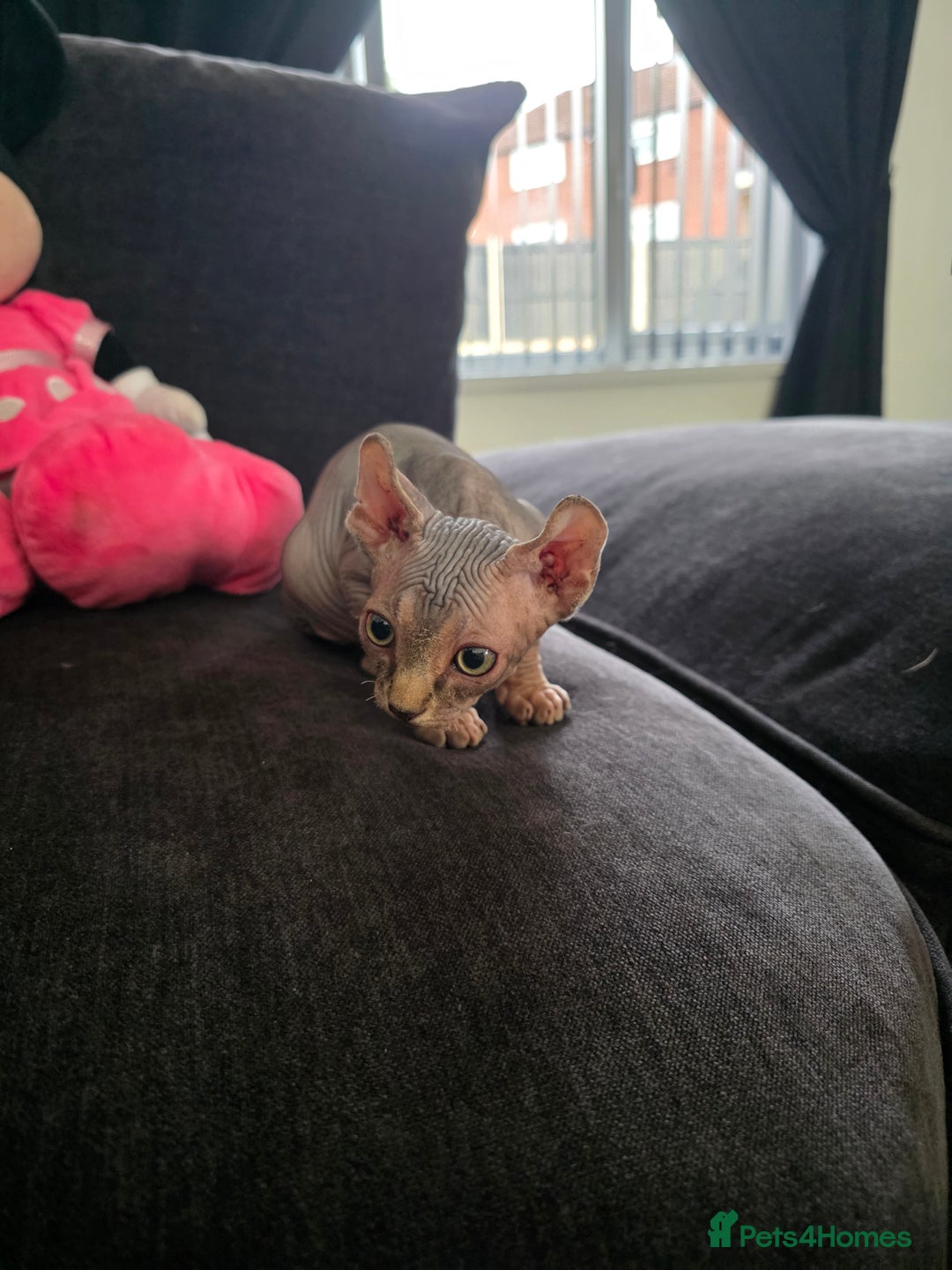 Sphynx cats for sale: Tabby sphynx boy  - Image 7