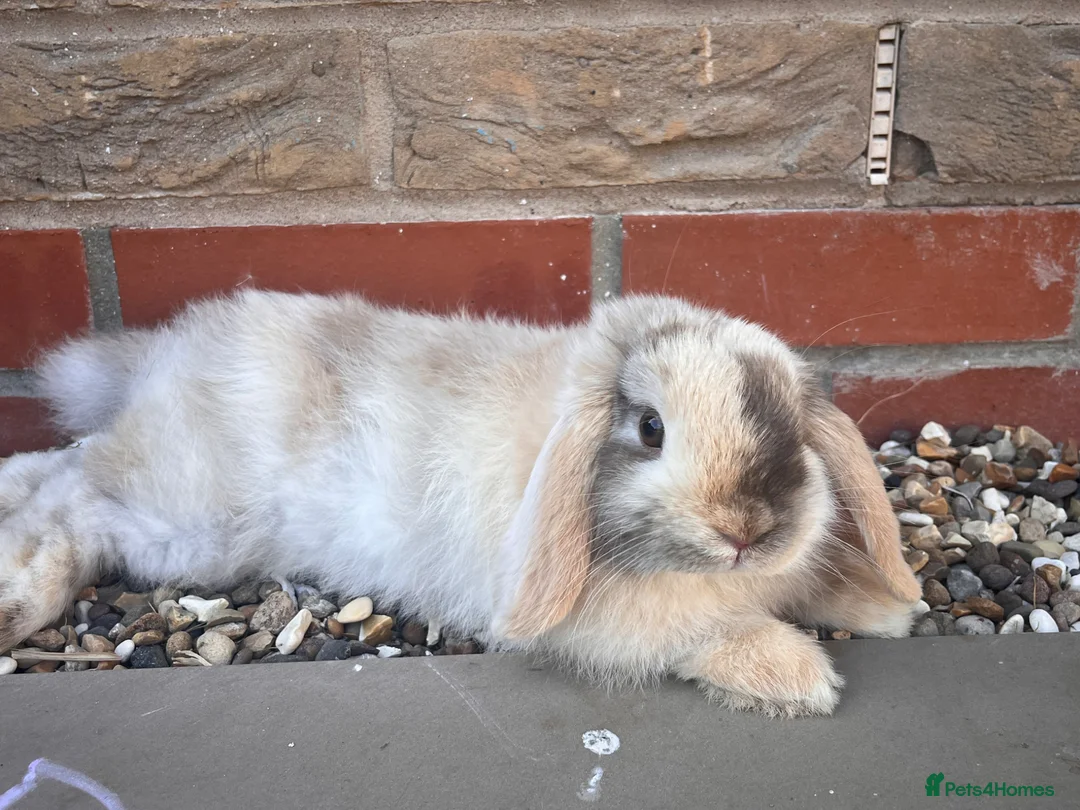 Mini Lop rabbits for sale: Mini lop  in Hull - Advert 9