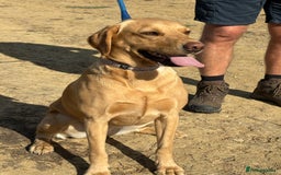 Labrador Retriever dogs for sale: Culm valley X Gold Celtic Warrior of Clearmeadow - Image 8