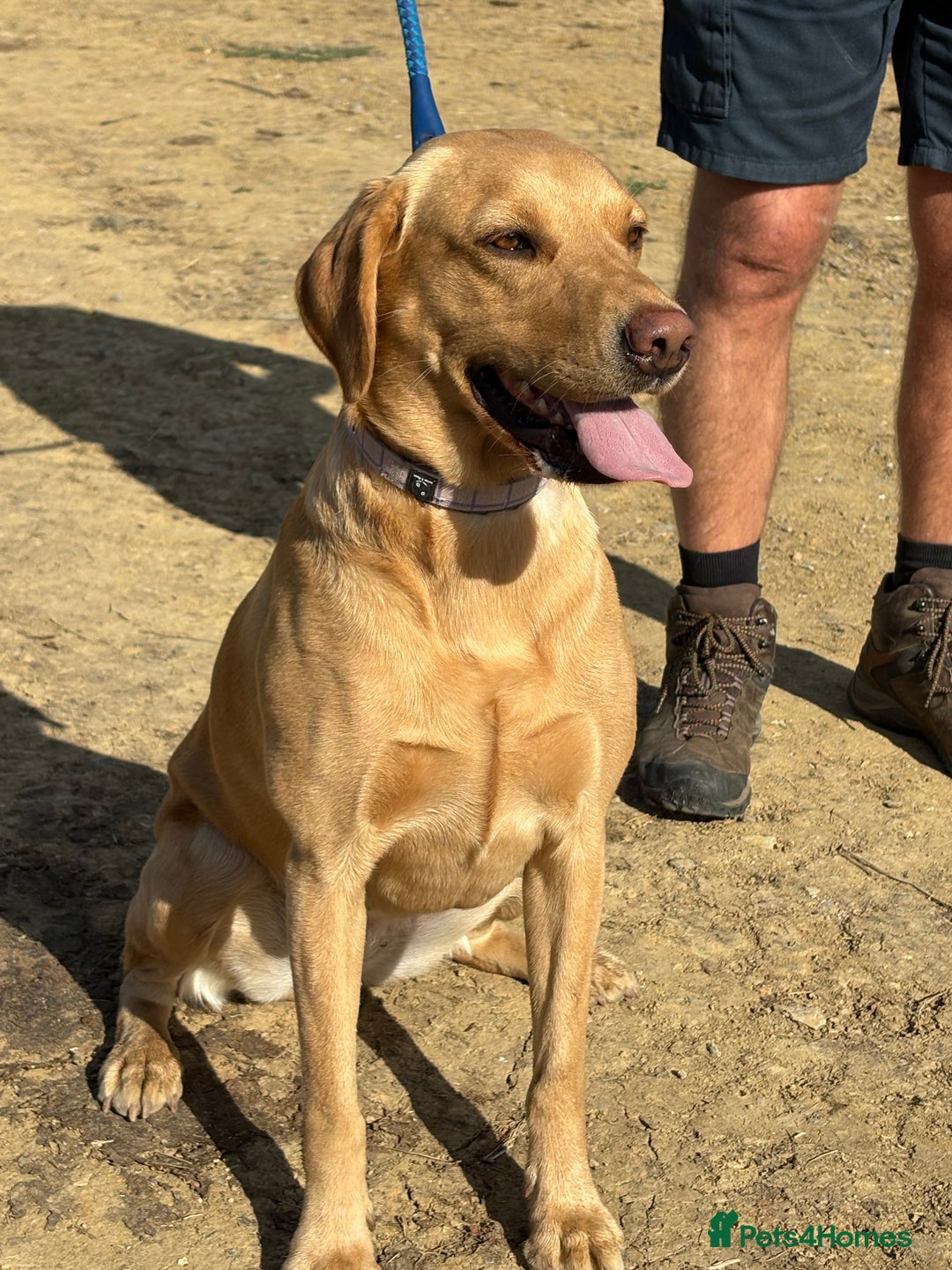 Labrador Retriever dogs for sale: Culm valley X Gold Celtic Warrior of Clearmeadow - Image 8