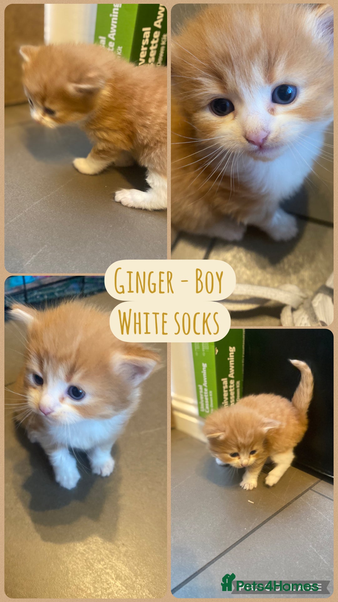 Mixed Breed cats Gorgeous Kittens with Wonderful Personalities - Advert 2