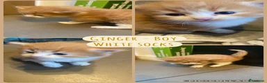 Ginger - boy white socks 