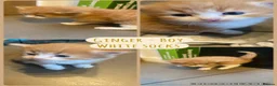 Mixed Breed cats for sale: Gorgeous Kittens with Wonderful Personalities - Advert 1