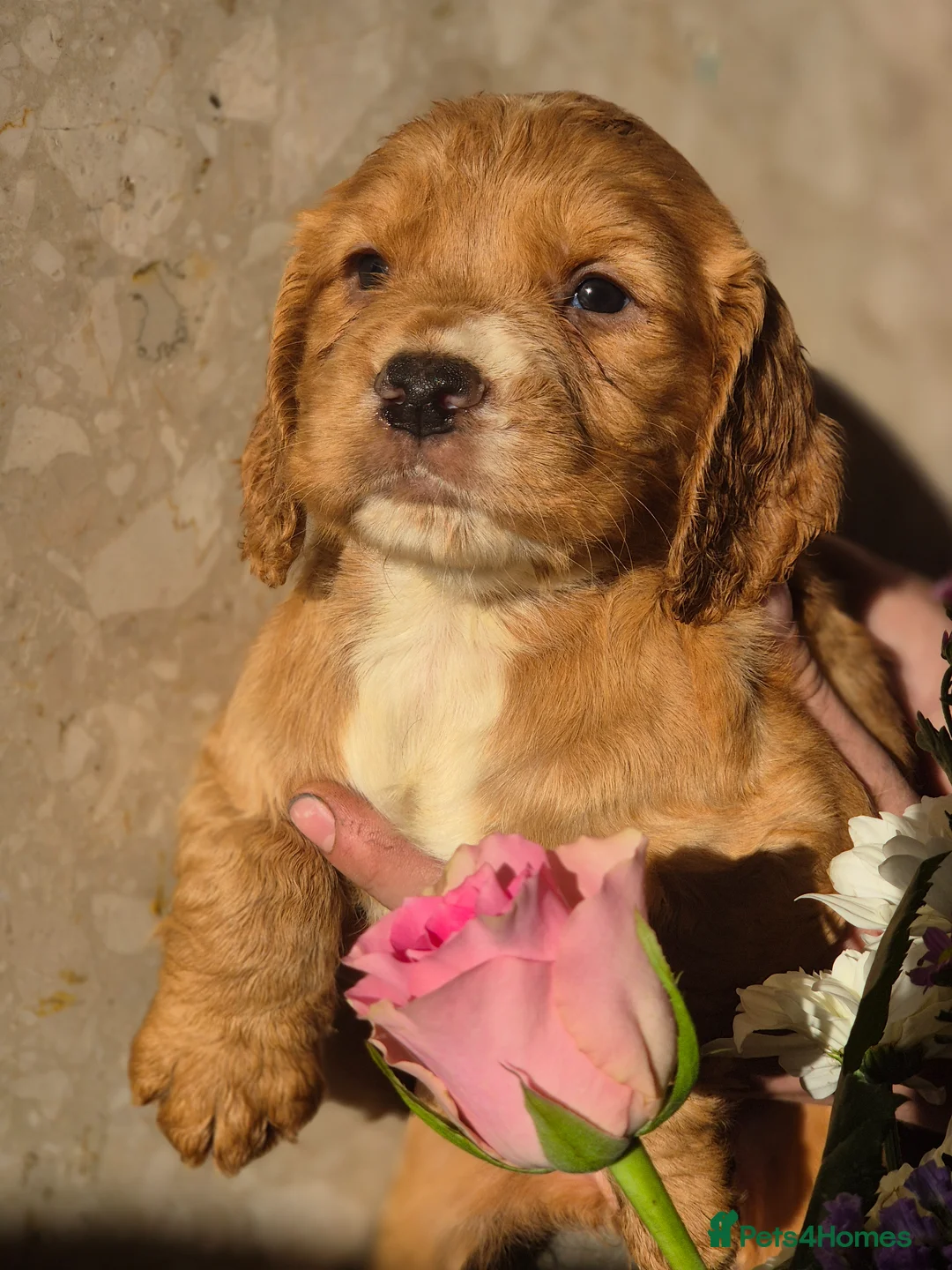 Cocker Spaniel dogs for sale: Working type cocker spaniels  - Advert 2