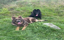 German Shepherd dogs for sale: German Shepherd Puppies  - Image 12