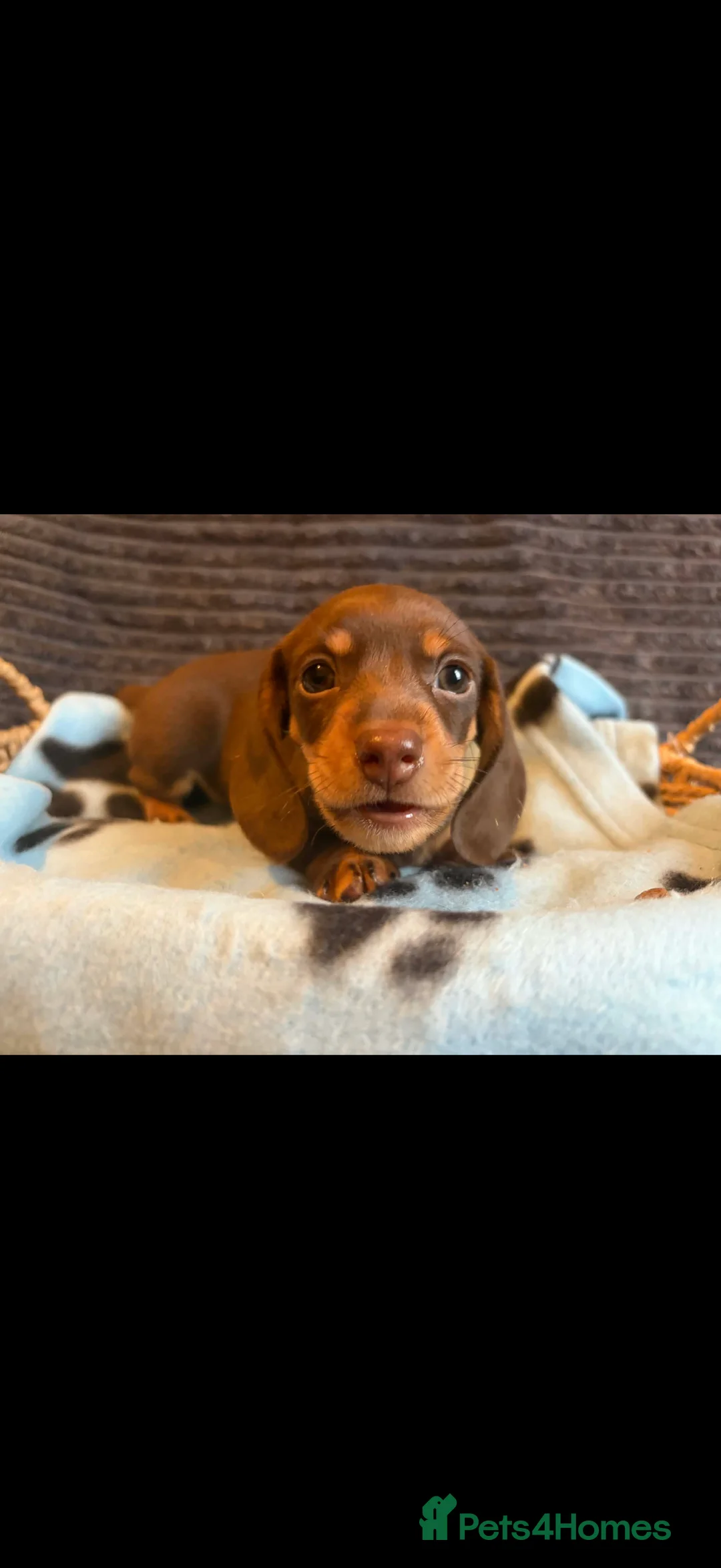 Miniature Dachshund dogs for sale: KC registered Miniature Dachshund puppies  - Advert 26