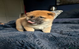 Japanese Shiba Inu dogs for sale: Lovely Shiba Inu Puppies, Last One Left - Advert 12