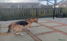 Mixed Breed dogs for adoption: Jessica stunning German Shepherd  - Image 4