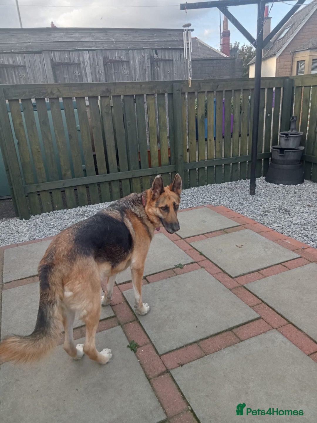 Mixed Breed dogs for adoption: Jessica stunning German Shepherd  - Image 4