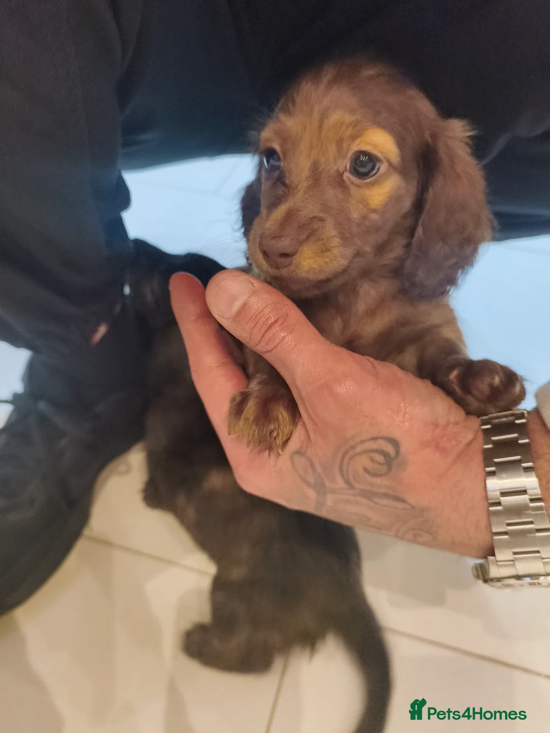 Dachshund dogs for sale: Long haired daschaunds  - Advert 4