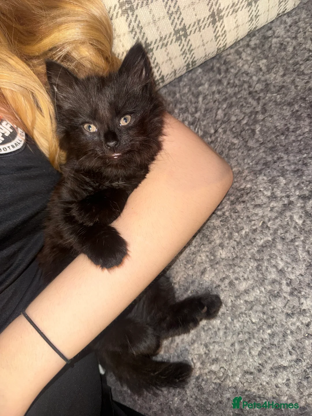 Mixed Breed cats for sale: Beautiful kittens - Advert 7