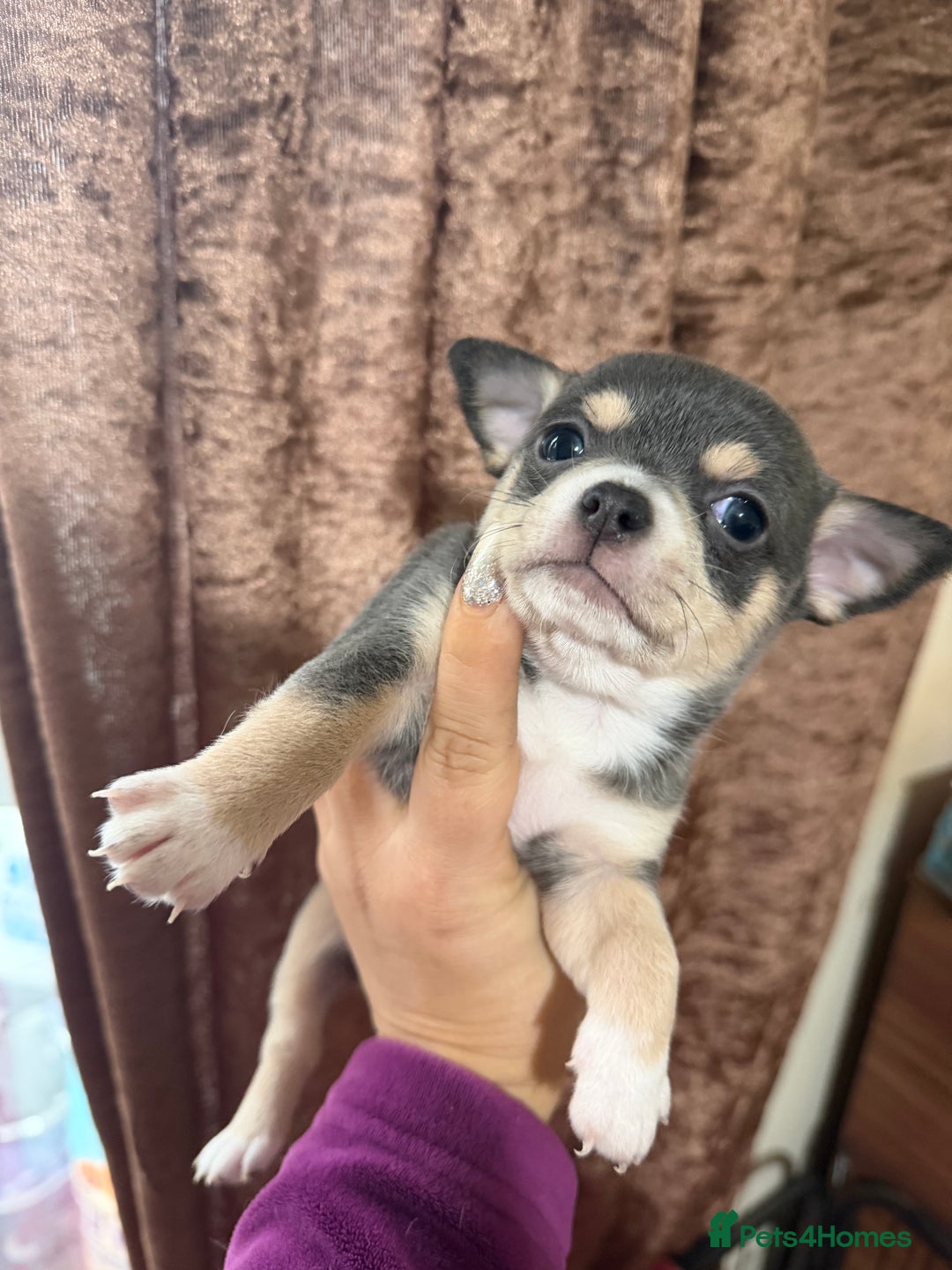 Chihuahua dogs for sale: Chihuahua pups - Advert 12