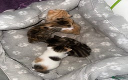 Mixed Breed cats for sale: Beautiful kittens  - Image 33