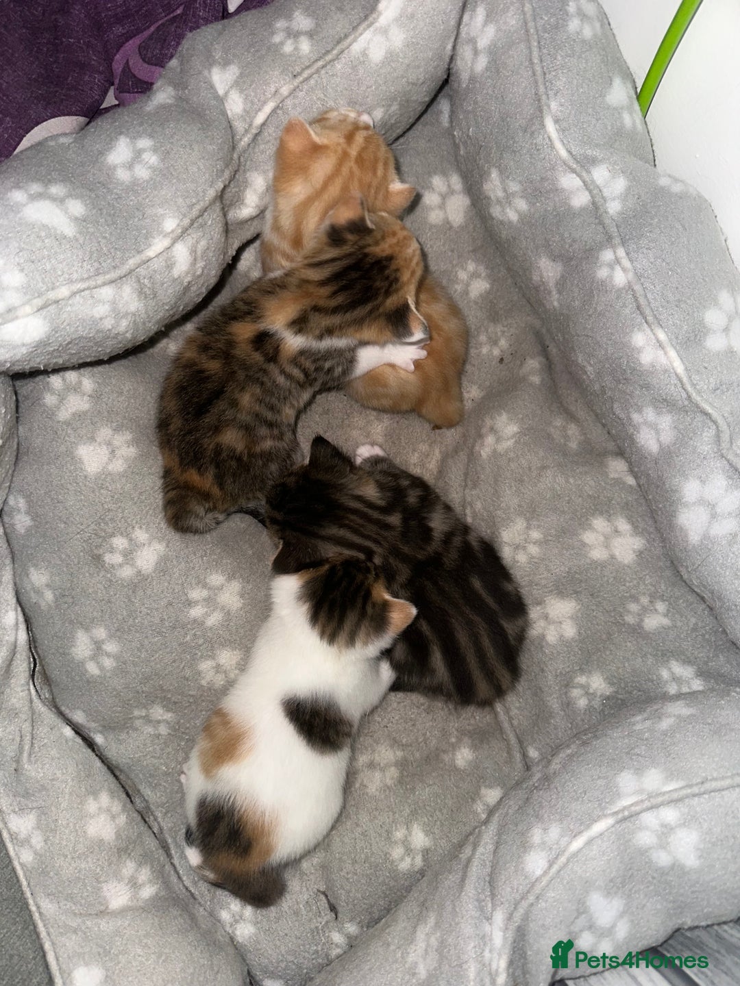 Mixed Breed cats for sale: Beautiful kittens  - Image 33