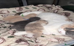 British Shorthair cats for sale: British shorthair kittens a rainbow of colours 😍 - Image 3