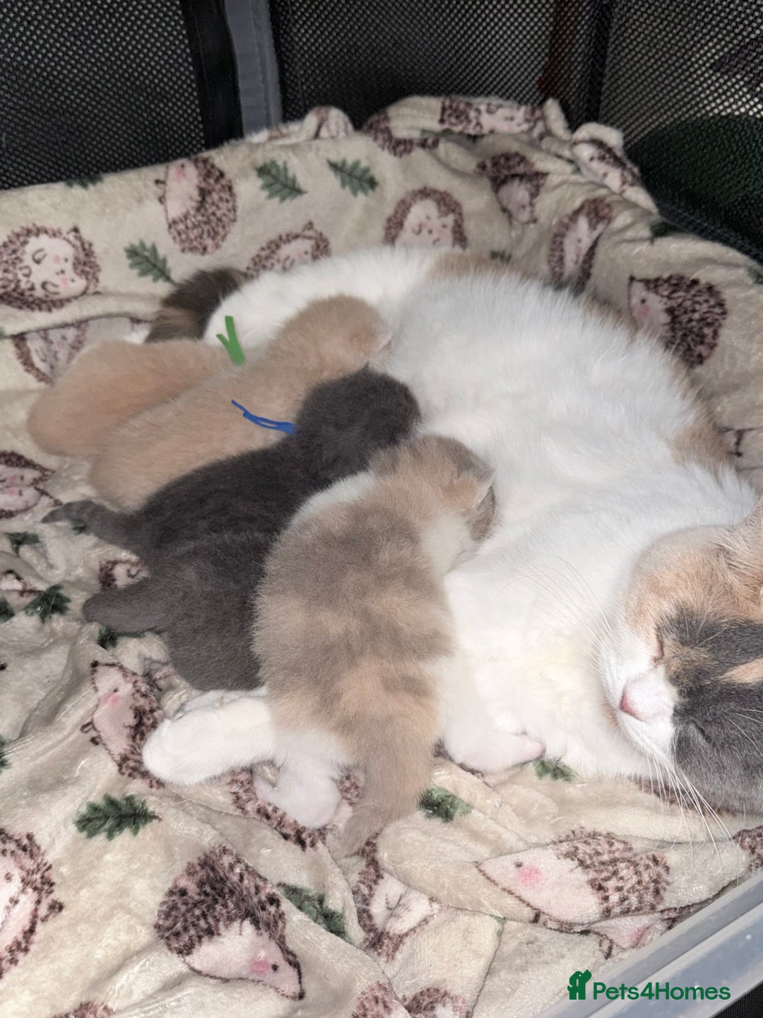 British Shorthair cats for sale: British shorthair kittens a rainbow of colours 😍 - Image 3