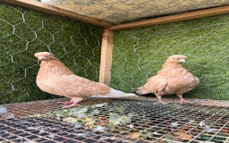 Pigeons birds for sale: Syrian pigeons for sale - Image 8