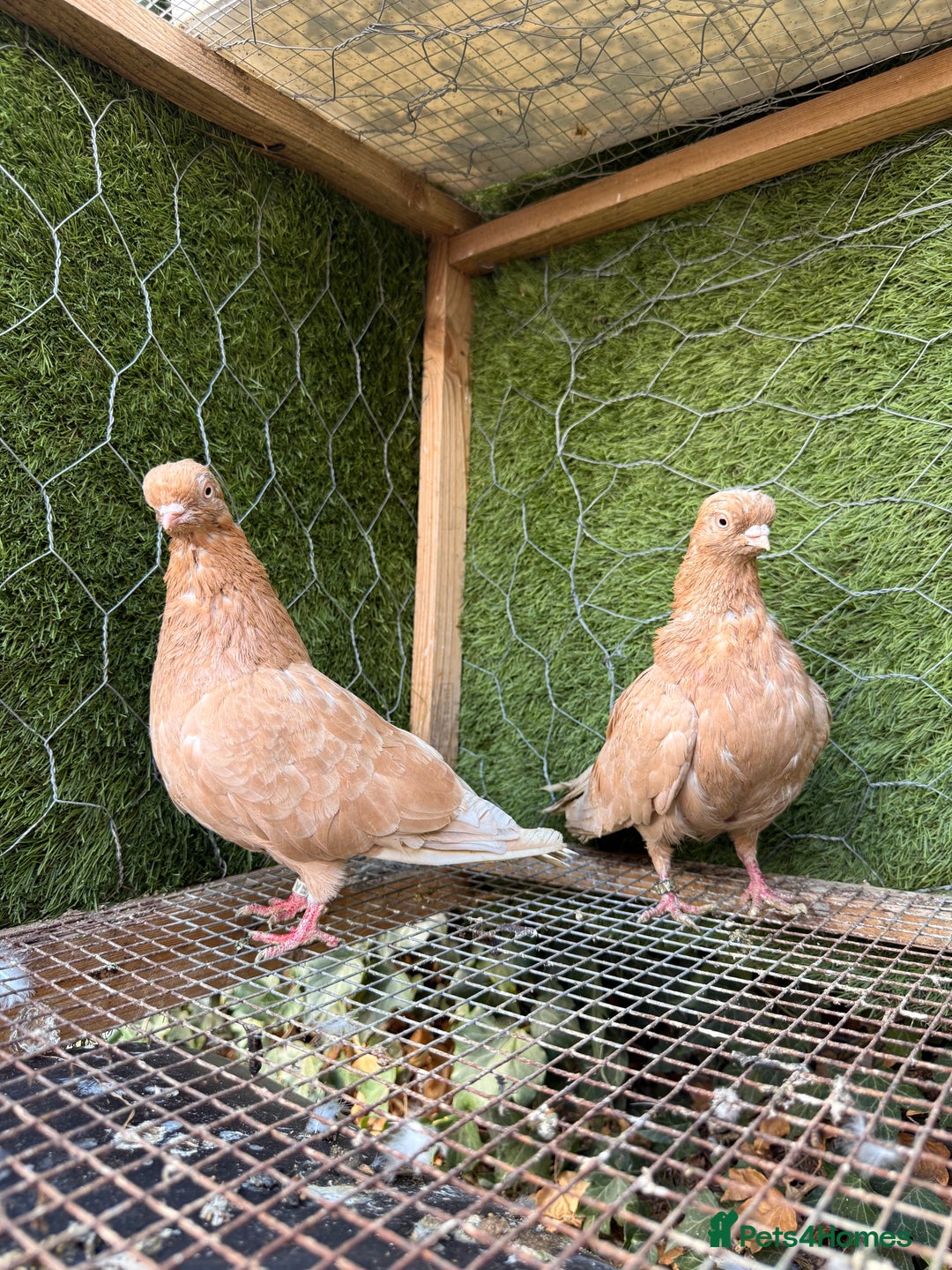 Pigeons birds for sale: Syrian pigeons for sale - Image 8