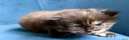 Maine Coon cats for sale: XL MAINE COON KITTENS UNIQUE COLOUR XL BLOODLINE - Advert 11