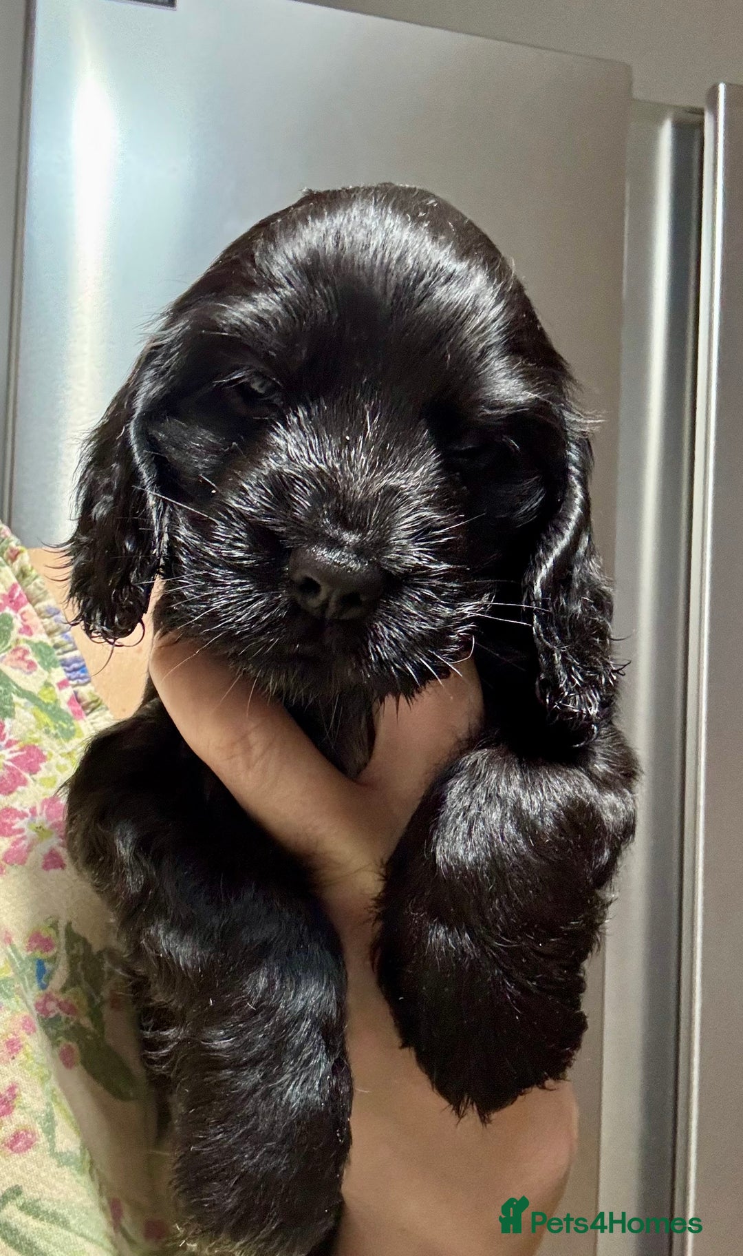 Cocker Spaniel dogs for sale: Show cocker spaniel puppies - Advert 7