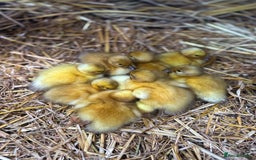 Mixed Breed birds for sale: Welsh harlequins  - Image 3