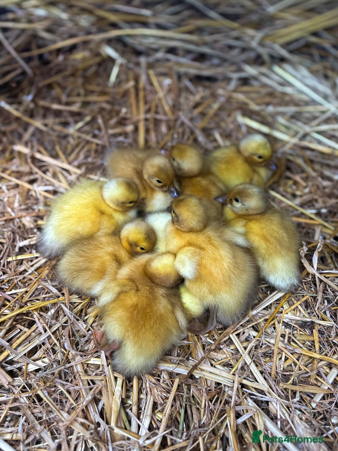 Mixed Breed birds for sale: Welsh harlequins  - Image 3